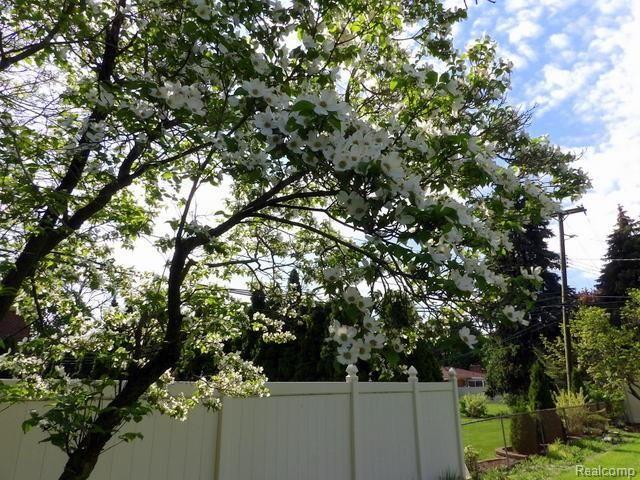 9681 Allen Road Allen Park, MI 48101 - Photo 8 of 65 08. A BEAUTIFUL DOGWOOD TREE IN THE BACKYARD TOO!