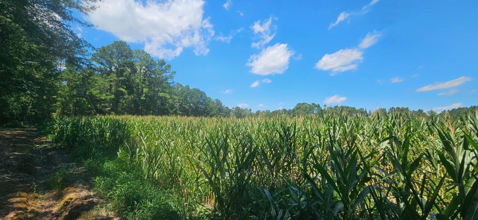 0 Britt Road Orrum, NC 28369 - Photo 2 of 14 Photo 2
