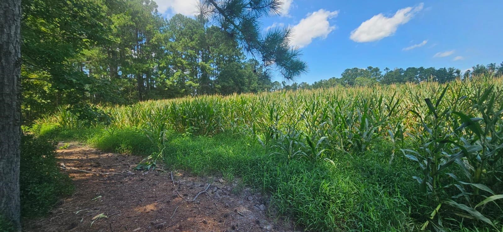 0 Britt Road Orrum, NC 28369 - Photo 4 of 14 Photo 4
