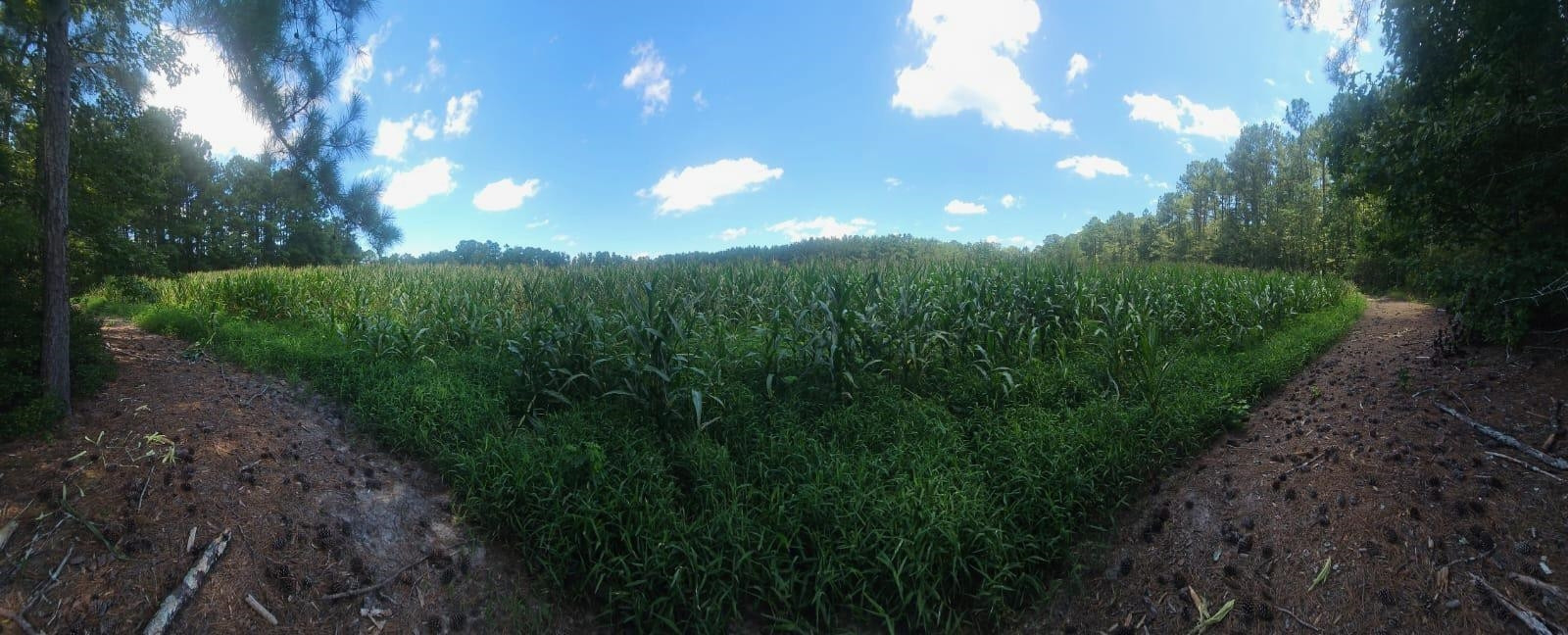 0 Britt Road Orrum, NC 28369 - Photo 5 of 14 Photo 5
