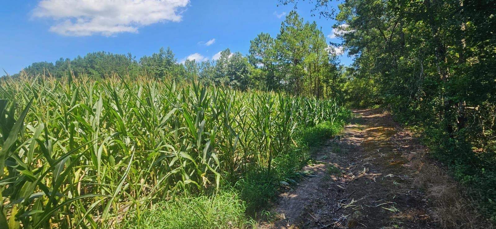 0 Britt Road Orrum, NC 28369 - Photo 7 of 14 Photo 7