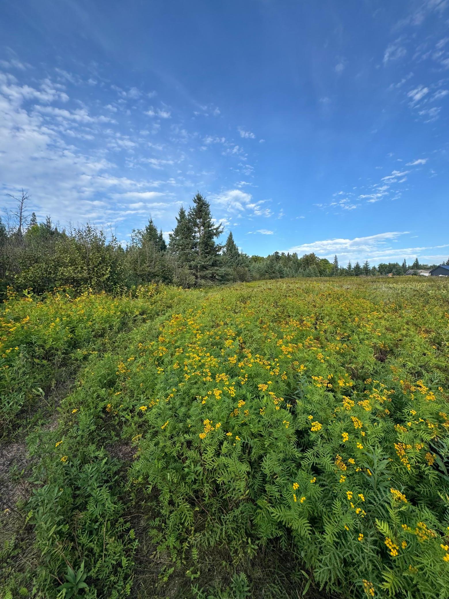 Tbd Gull Lake Loop Road Northwest Tenstrike, MN 56683 - Photo 2 of 7 Gallery Image 2