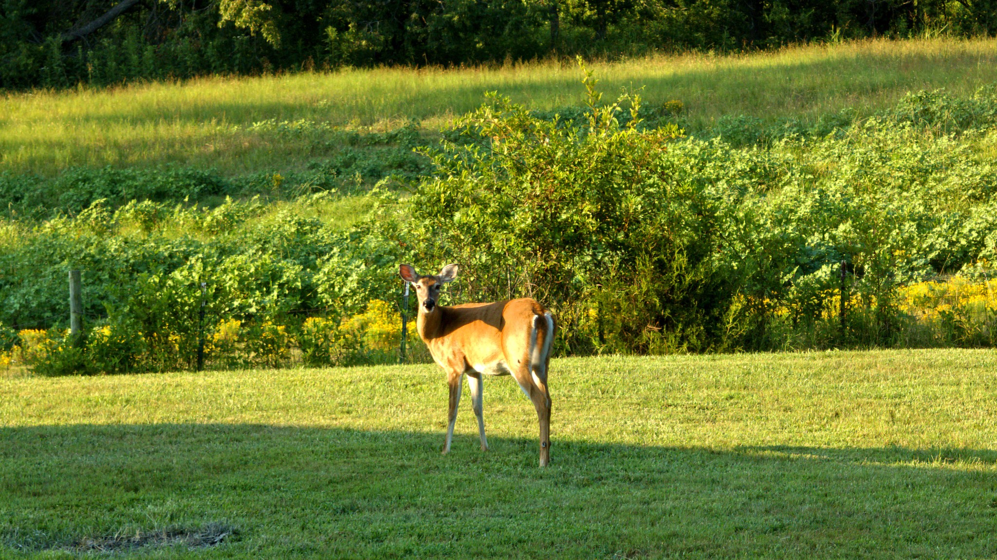 1665 Palmer Road Lebanon, TN 37090 - Photo 45 of 48