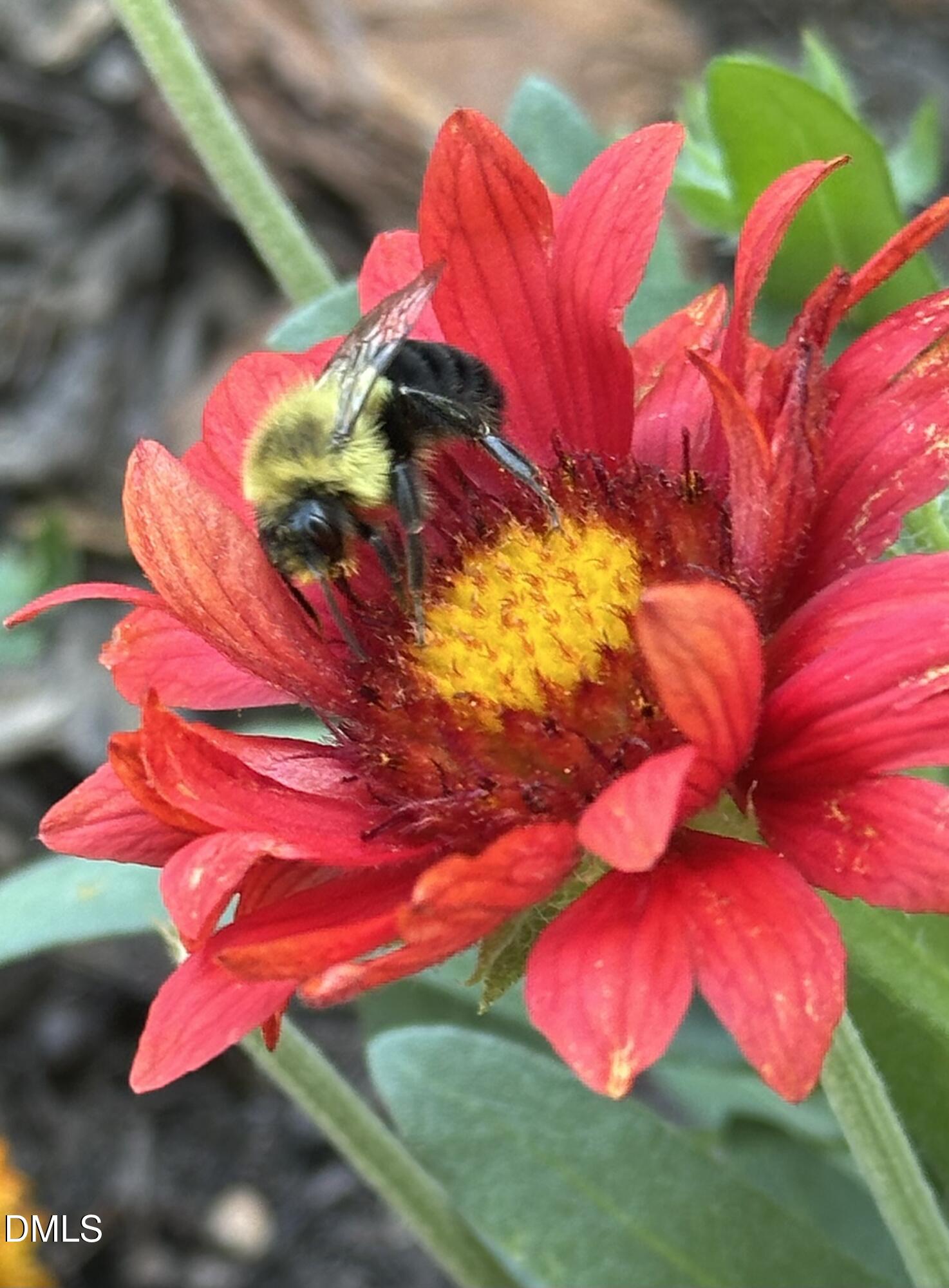 632 Whitt Town Road Roxboro, NC 27574 - Photo 59 of 73 Bumble Bee