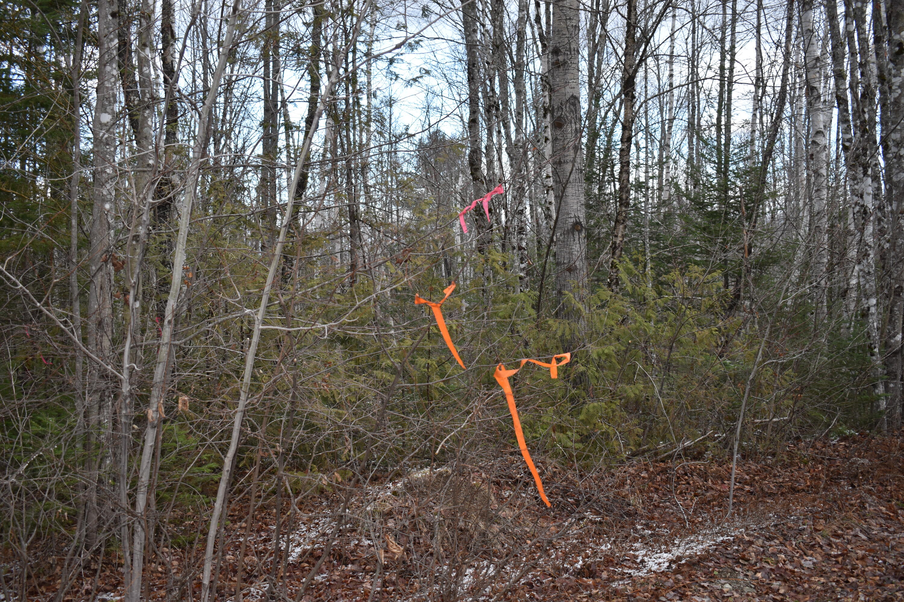 Lot 4 McGinley Road Springfield, ME 04487 - Photo 3 of 34 DSC_0471