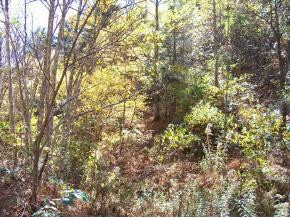 Tbd Lone Star Road Bristol, VA 24202 - Photo 1 of 9 Photo 1