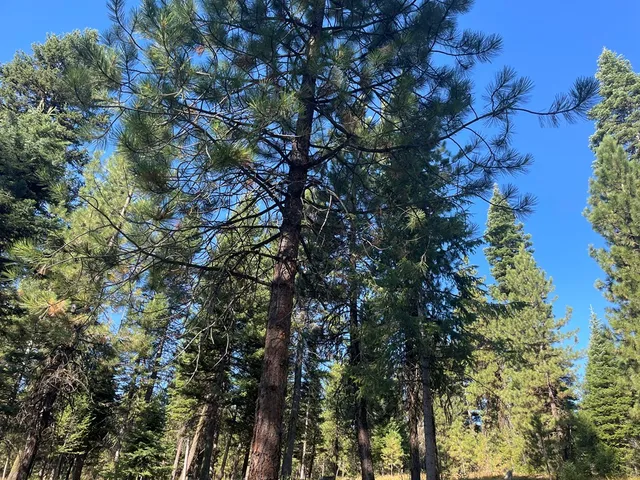 $650,000 | Tbd Crowley Lane, McCall, ID 83638