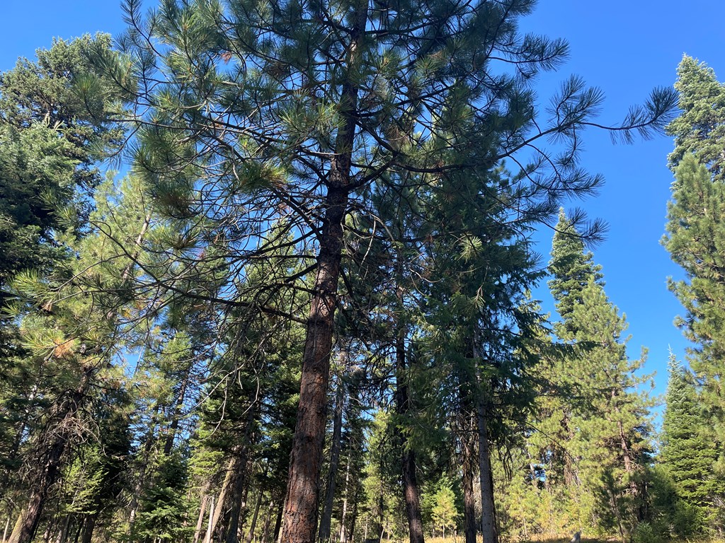 Tbd Crowley Lane McCall, ID 83638 - Photo 10 of 18