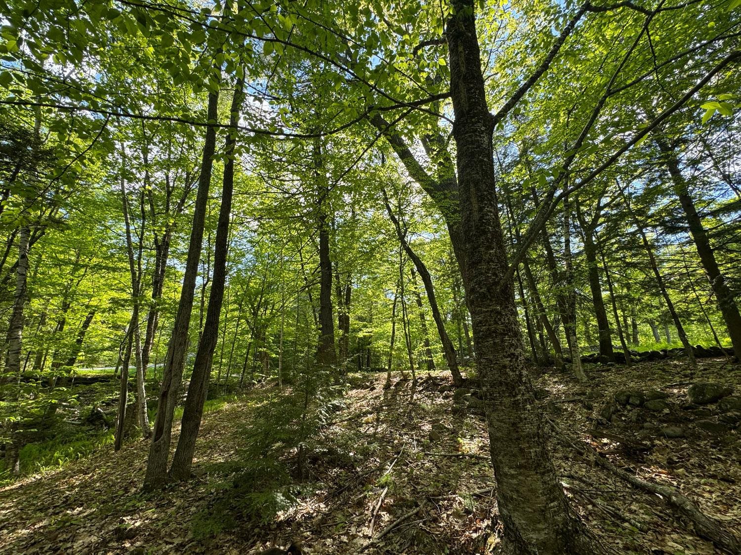 0 Peaked Hill Road Bristol, NH 03222 - Photo 19 of 33