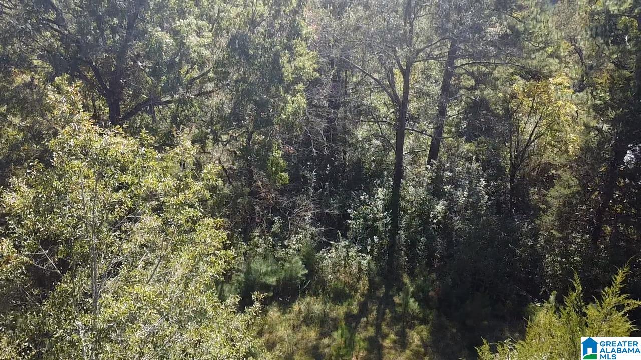0 Odens Mill Road Sylacauga, AL 35151 - Photo 2 of 23