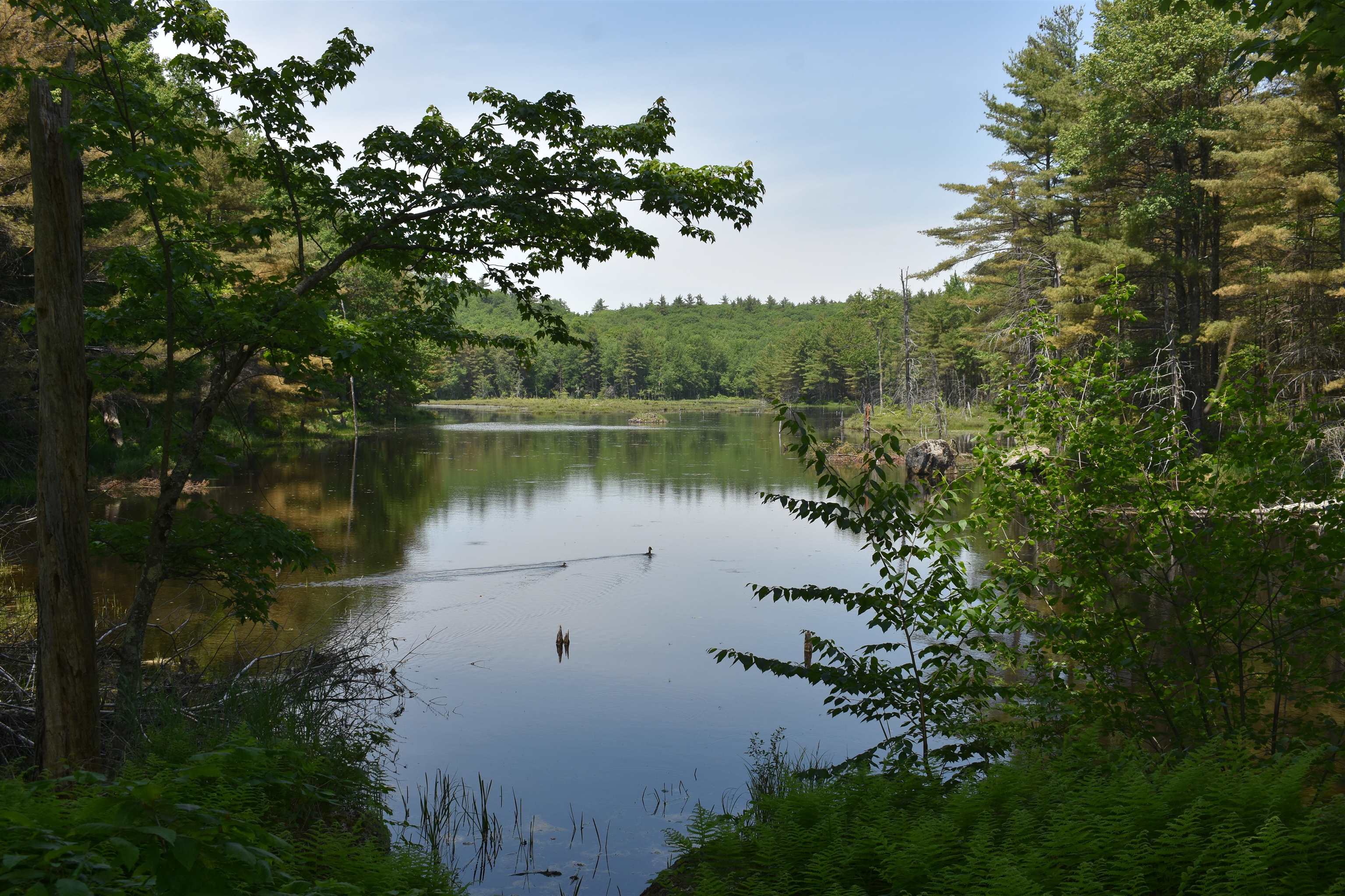 0 Rhododendron Road Fitzwilliam, NH 03447 - Photo 3 of 8