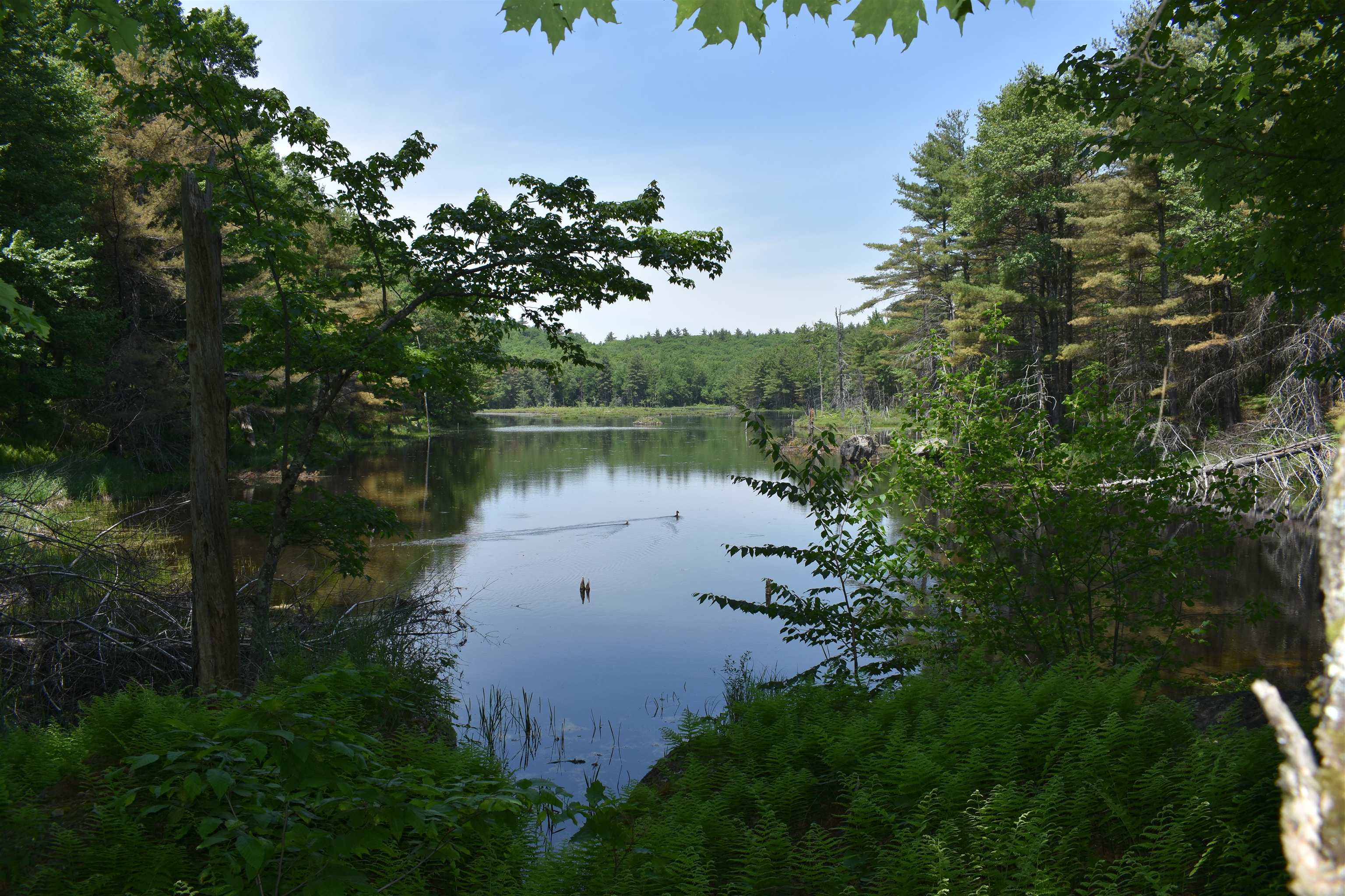0 Rhododendron Road Fitzwilliam, NH 03447 - Photo 4 of 8