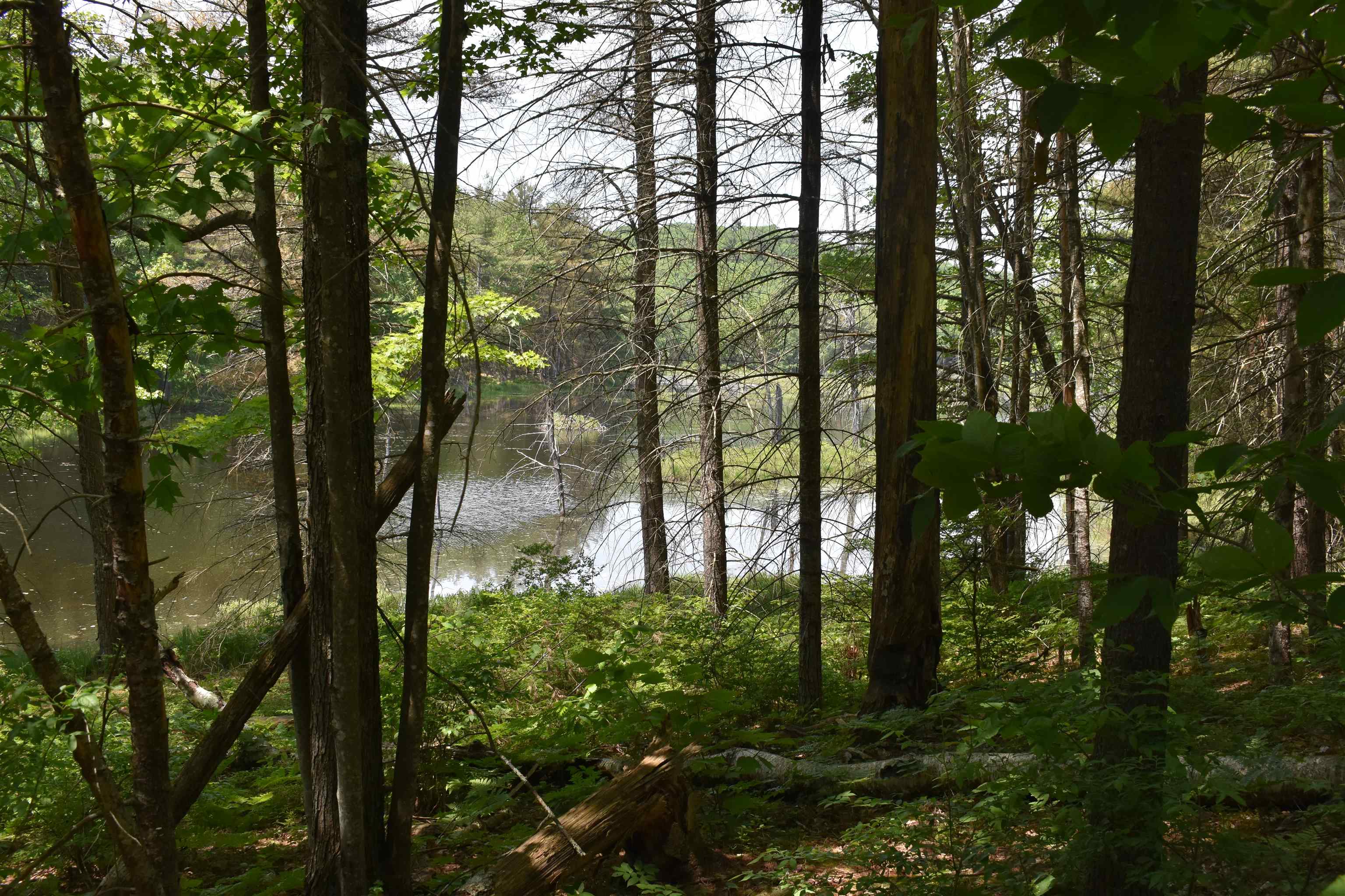 0 Rhododendron Road Fitzwilliam, NH 03447 - Photo 5 of 8
