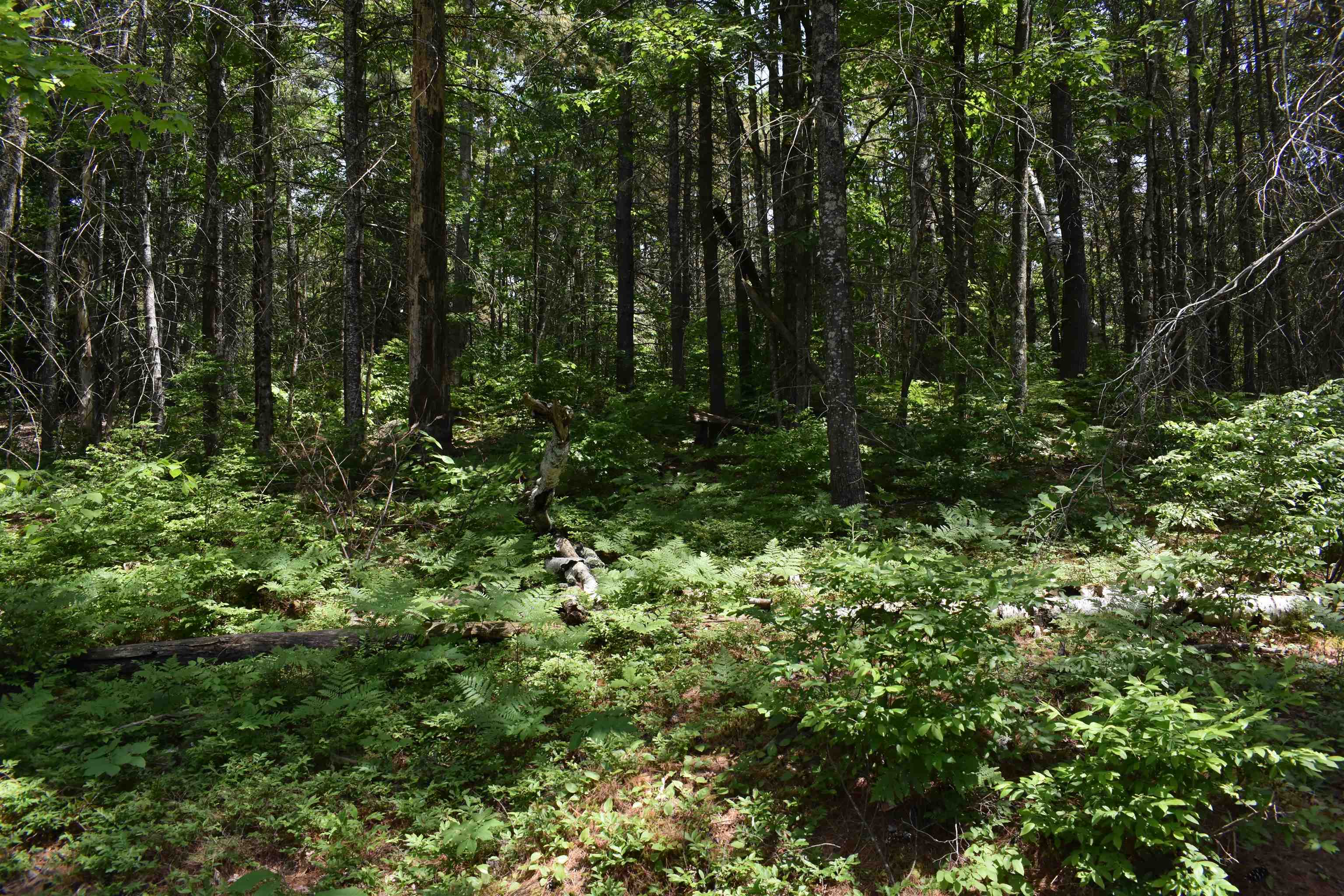 0 Rhododendron Road Fitzwilliam, NH 03447 - Photo 7 of 8