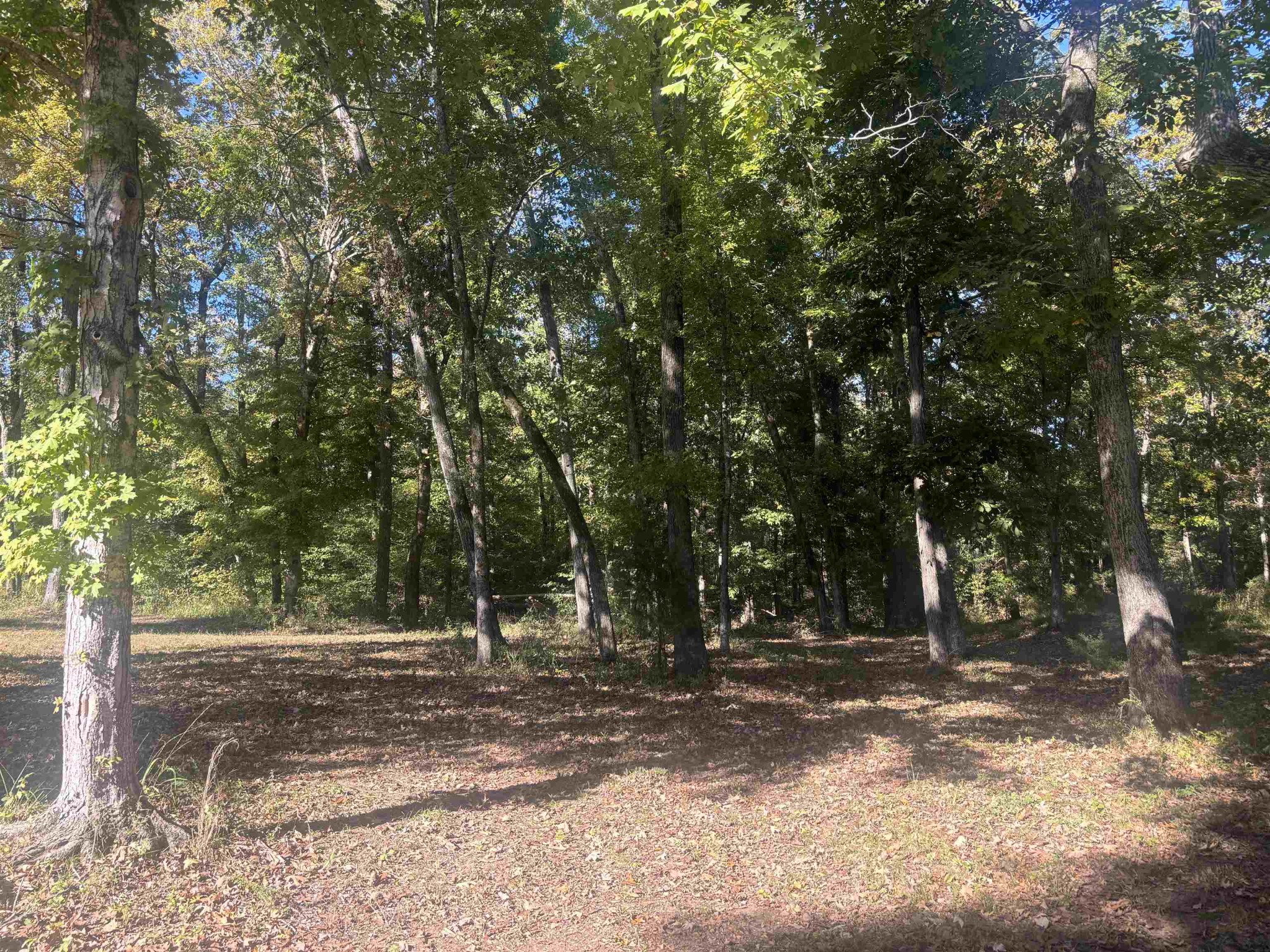 0 Mariah Lane Bath Springs, TN 38311 - Photo 6 of 38 a view of a tree in the middle of a yard