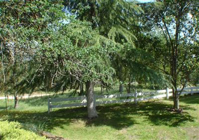 31130 Ruth Hill Road Squaw Valley, CA 93675 - Photo 20 of 21 Gallery Image 20