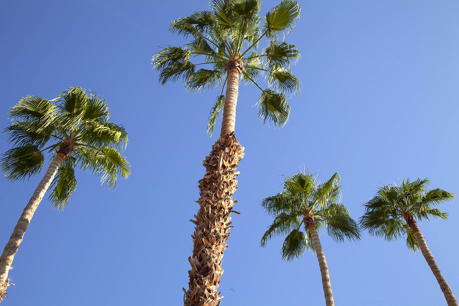 72861 Haystack Road Palm Desert, CA 92260 - Photo 11 of 45 a picture of a plant