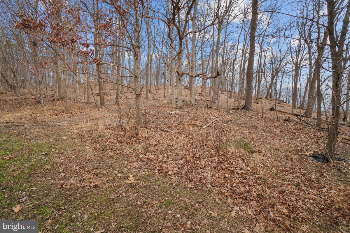 7943 Dollyhyde Road Mount Airy, MD 21771 - Photo 47 of 57 Woods