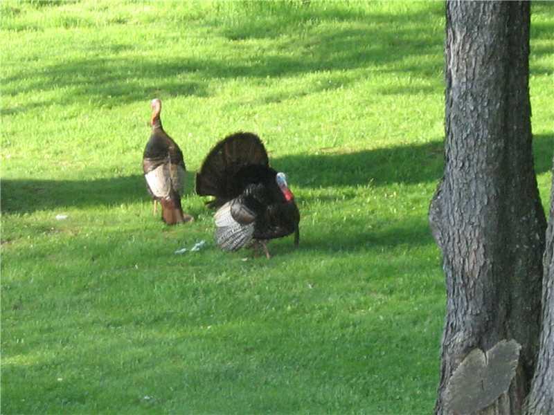 401 McKinney Road Wexford, PA 15090 - Photo 14 of 16 Other. a few of the wild life that comes to visit