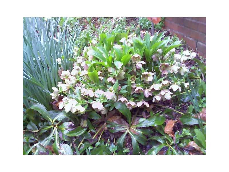 401 McKinney Road Wexford, PA 15090 - Photo 15 of 16 Land/Lot. flowers and flowering trees are just beautiful in the spring