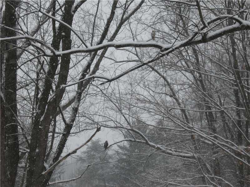 401 McKinney Road Wexford, PA 15090 - Photo 16 of 16 Land/Lot. don t think about winter but remember how beautiful all of the seasons are on this acre plus