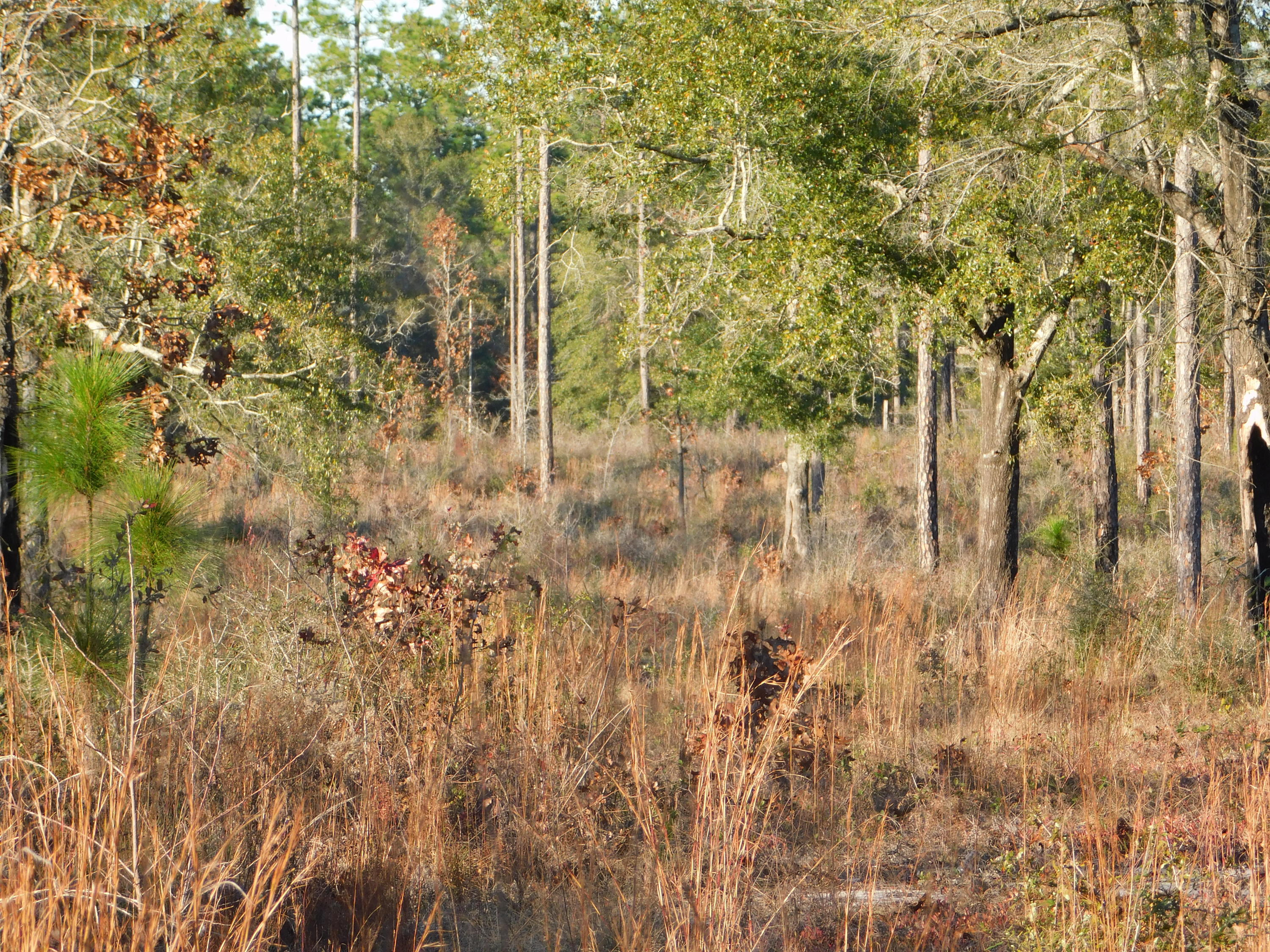 4 Rd Baker Road Baker, FL 32531 - Photo 32 of 47 Copy of DSCN2011