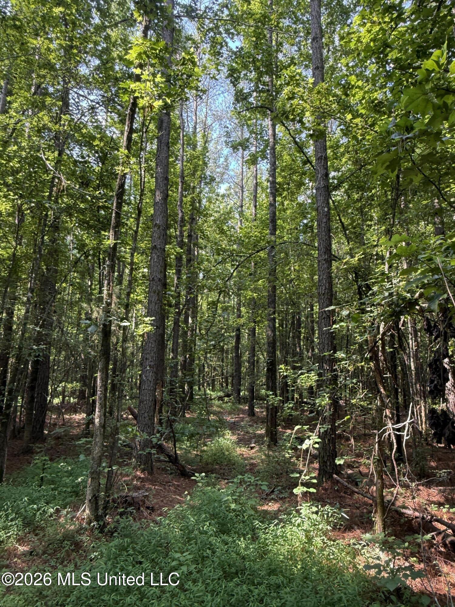 Monte Vista Road Eupora, MS 39744 - Photo 18 of 54 IMG_6411