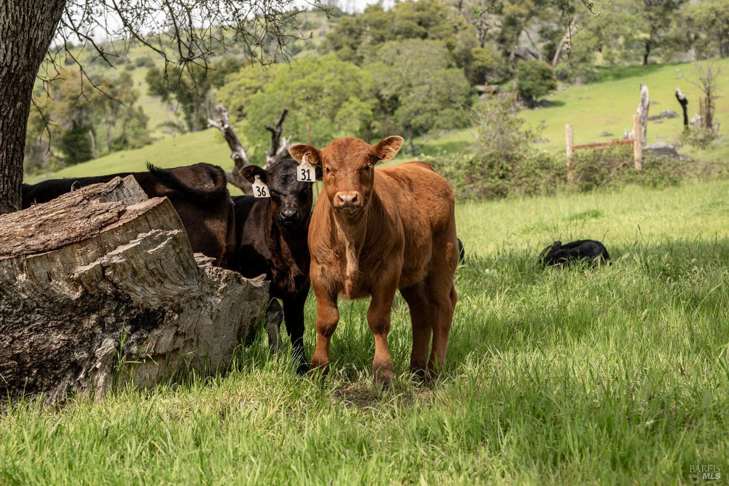 11535 East Road Redwood Valley, CA 95470 - Photo 71 of 82