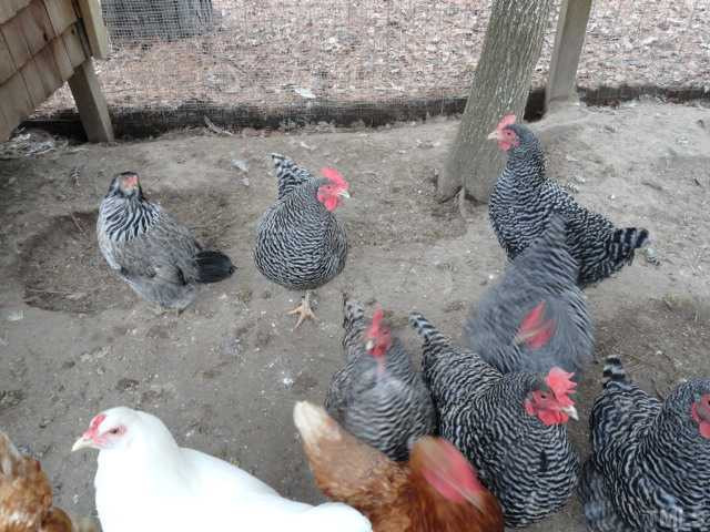 3205 Dixon Road Durham, NC 27707 - Photo 4 of 25 Chickens and coop convey!