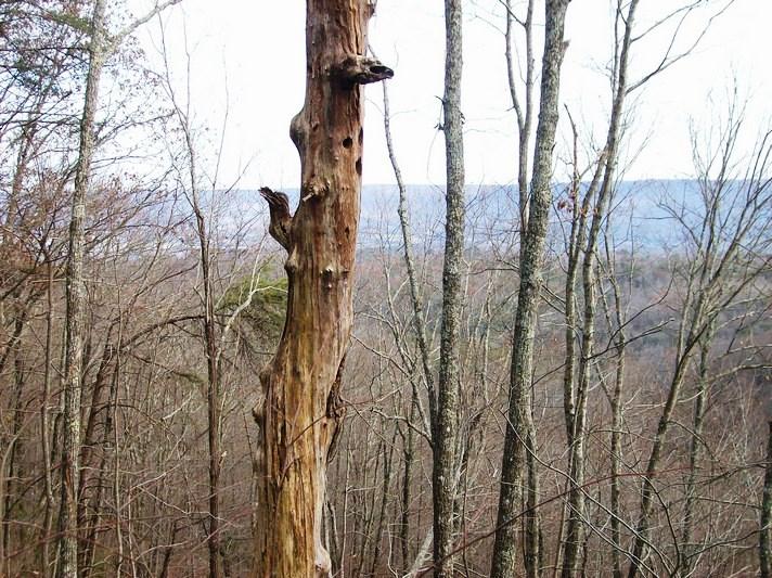 Lot 220 Jason Road Pikeville, TN 37367 - Photo 2 of 45 100_1487