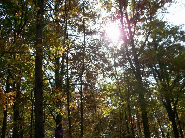 Lot 220 Jason Road Pikeville, TN 37367 - Photo 27 of 45 100_1262