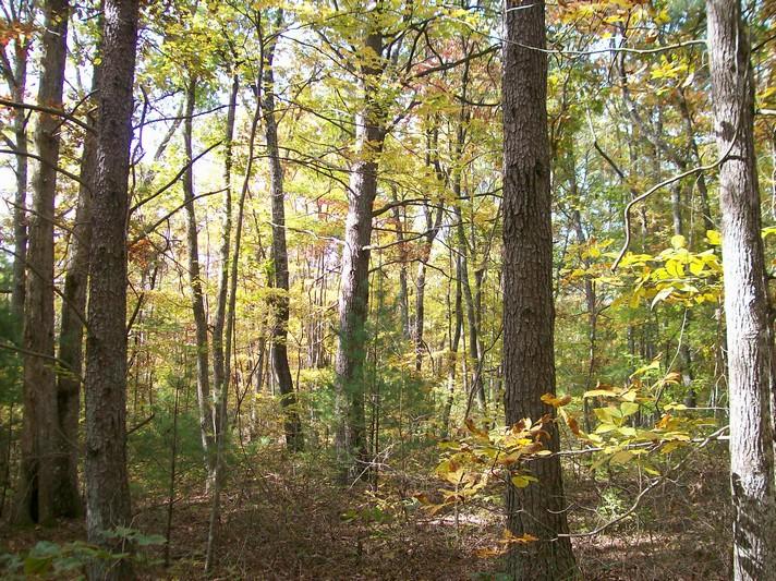 Lot 220 Jason Road Pikeville, TN 37367 - Photo 29 of 45 100_1264