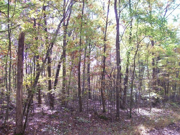 Lot 220 Jason Road Pikeville, TN 37367 - Photo 30 of 45 100_1265