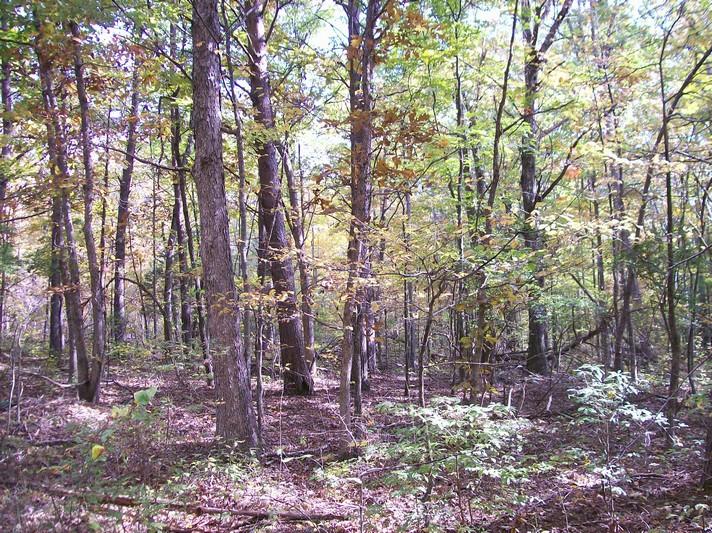 Lot 220 Jason Road Pikeville, TN 37367 - Photo 31 of 45 100_1266