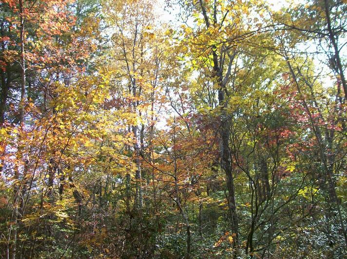 Lot 220 Jason Road Pikeville, TN 37367 - Photo 34 of 45 100_1269