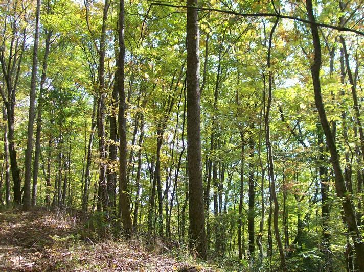 Lot 220 Jason Road Pikeville, TN 37367 - Photo 39 of 45 100_1275