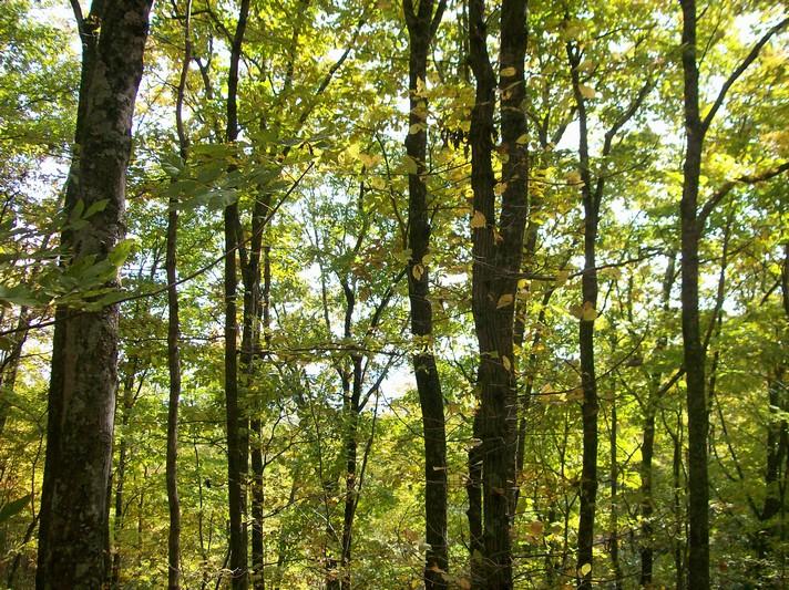 Lot 220 Jason Road Pikeville, TN 37367 - Photo 41 of 45 100_1278