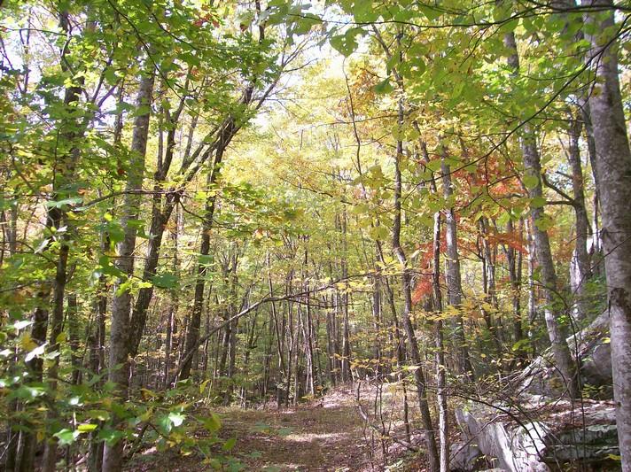 Lot 220 Jason Road Pikeville, TN 37367 - Photo 42 of 45 100_1281