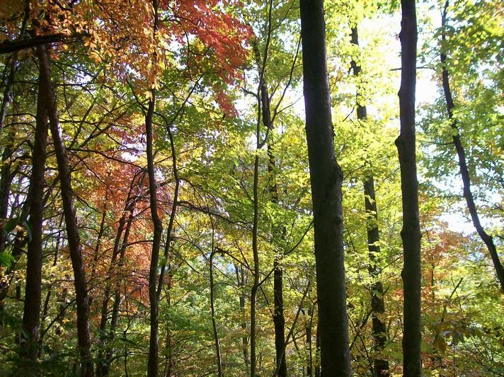 Lot 220 Jason Road Pikeville, TN 37367 - Photo 44 of 45 100_1285