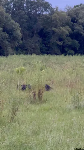 a view of a field of grass and trees
