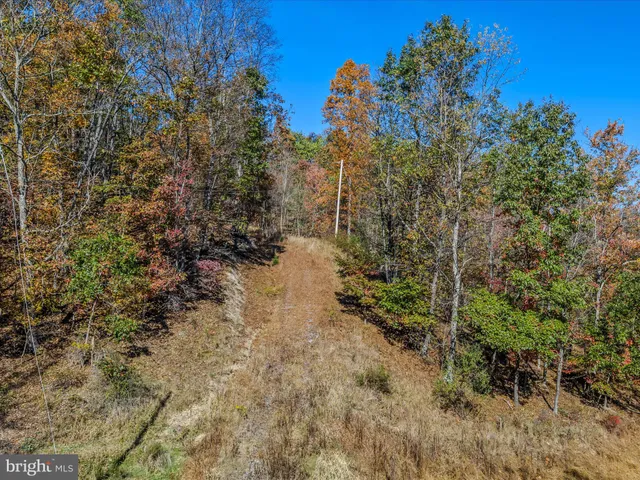 a view of a yard with plants and trees