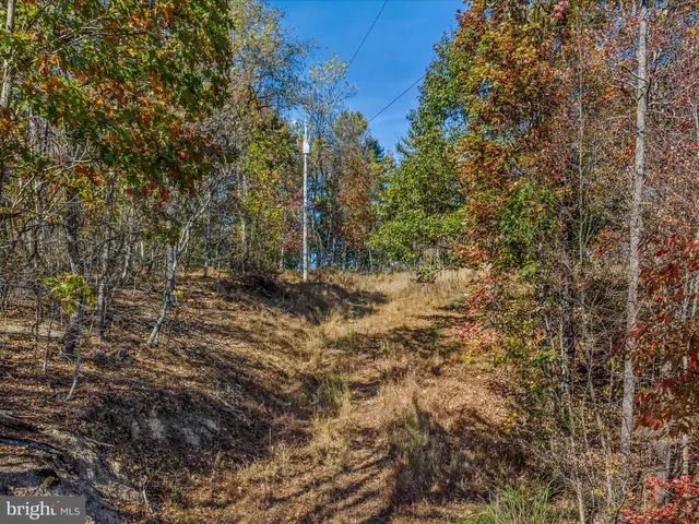 a view of a yard with trees