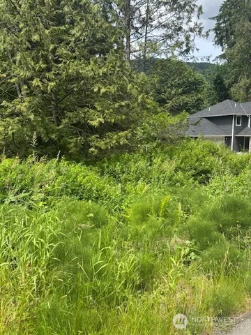 a view of a big yard with plants and large trees