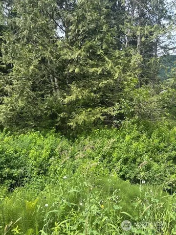 a view of a lush green forest