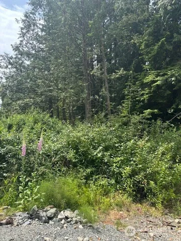 a view of a forest with a tree