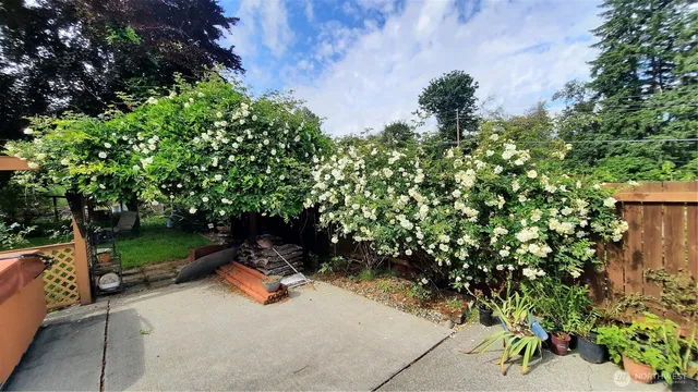 a view of a forest with a tree