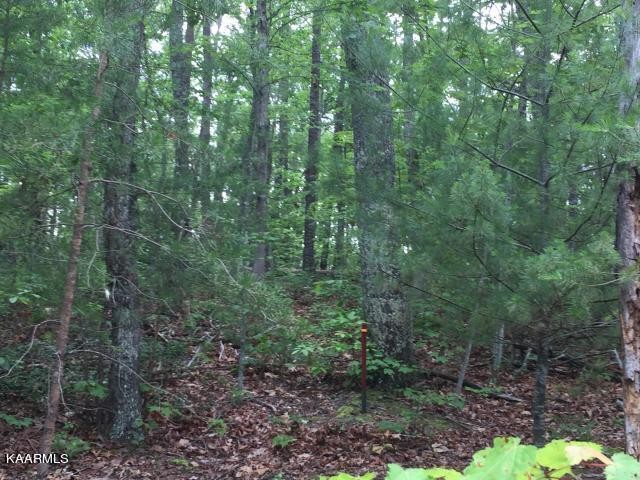 192 Utah Road Tellico Plains, TN 37385 - Photo 7 of 11 Gallery Image 7