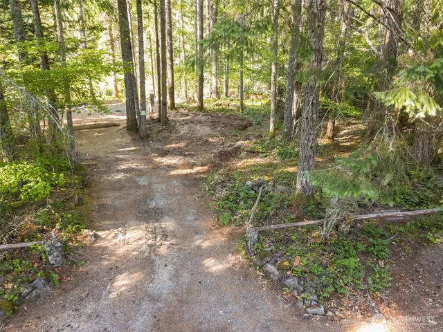 a view of a yard with plants and large trees
