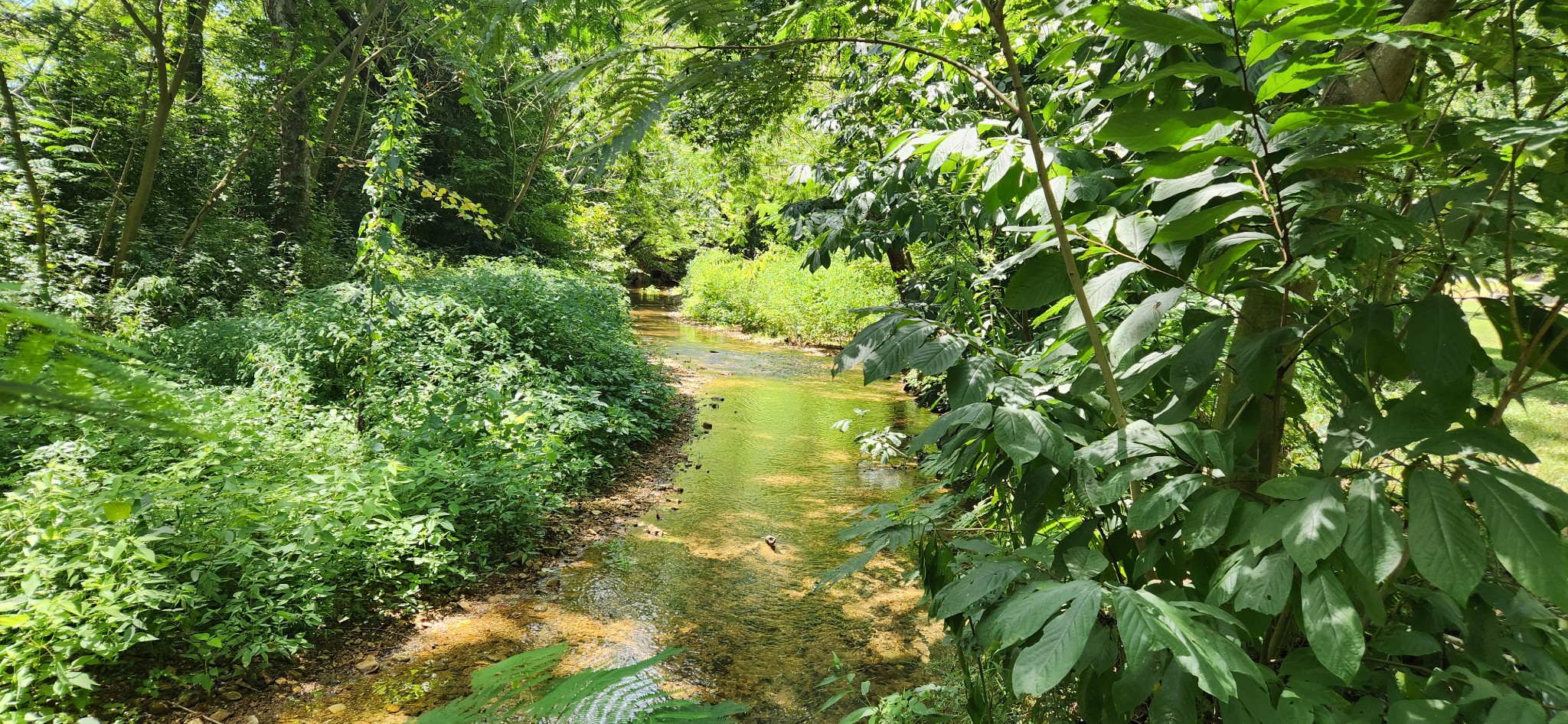 259 Brushy Road Centerville, TN 37033 - Photo 2 of 17 Looking up Brushy Creek, house is to your right.