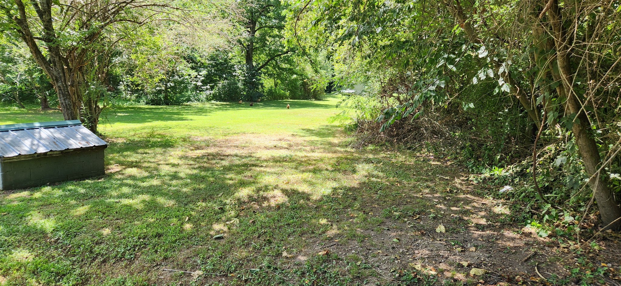 259 Brushy Road Centerville, TN 37033 - Photo 7 of 17 Looking up the big side yard